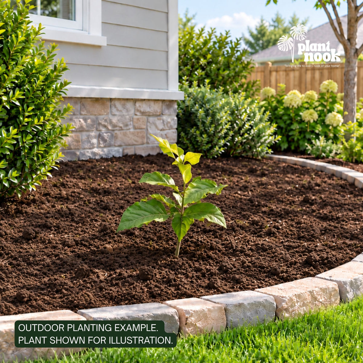 Peanut Tree plant, photo 2