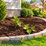 Sweet Potato Vine Tri-Color plant, photo 2