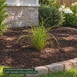 Fireworks Fountain Grass plant, photo 2