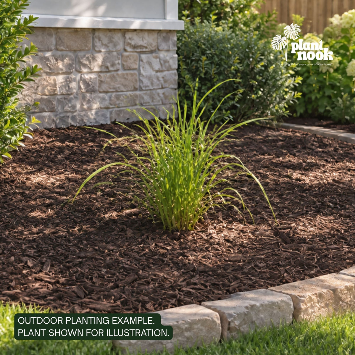 Fireworks Fountain Grass plant, photo 2