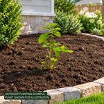Lantana Tangerine plant, photo 4