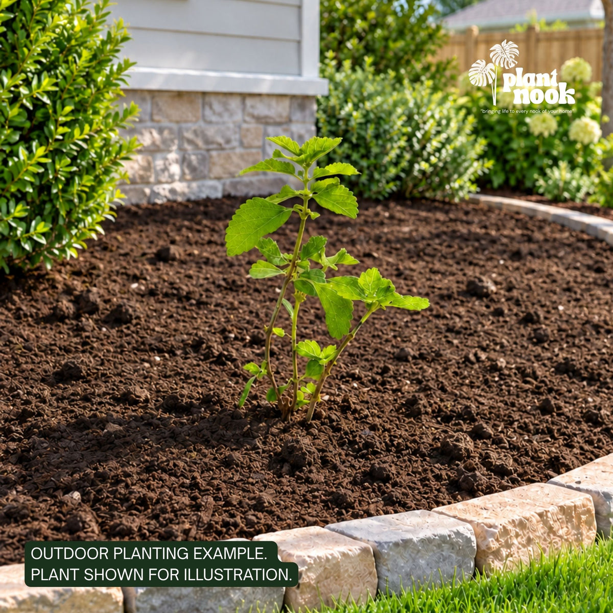 Lantana Tangerine plant, photo 4
