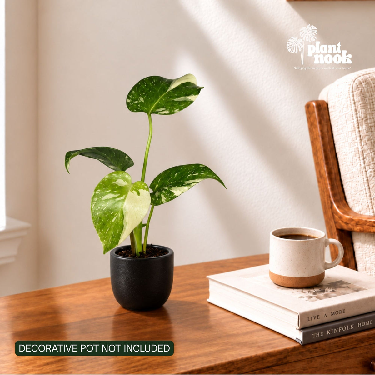 Thai Constellation Monstera (Monstera deliciosa) plant, photo 3