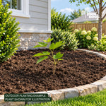 Illinois Everbearing Mulberry plant, photo 2