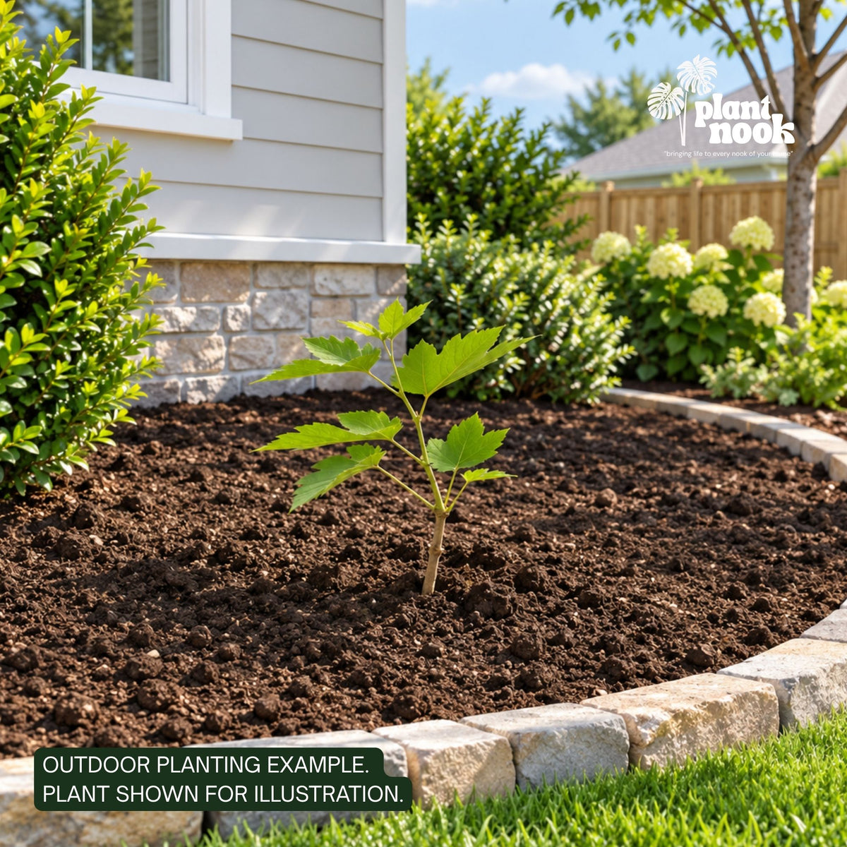 Illinois Everbearing Mulberry plant, photo 2