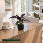 Persian Shield Strobilanthes plant, photo 2