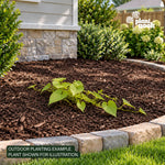 Sweet Potato Vine Margarita plant, photo 2