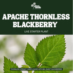 Apache Thornless Blackberry plant, photo 3