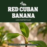 Red Cuban Banana plant, photo 3