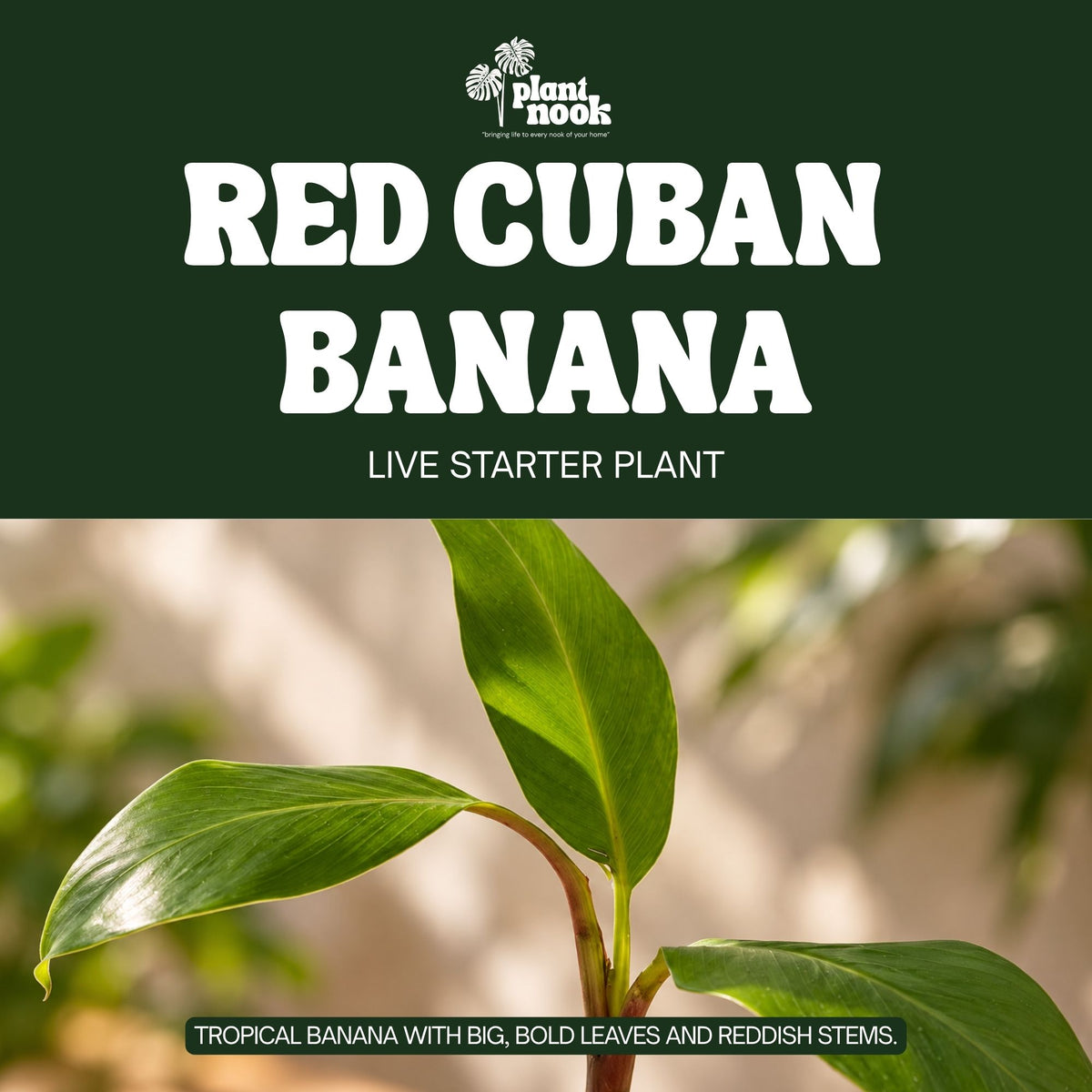 Red Cuban Banana plant, photo 3