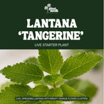 Lantana Tangerine plant, photo 5