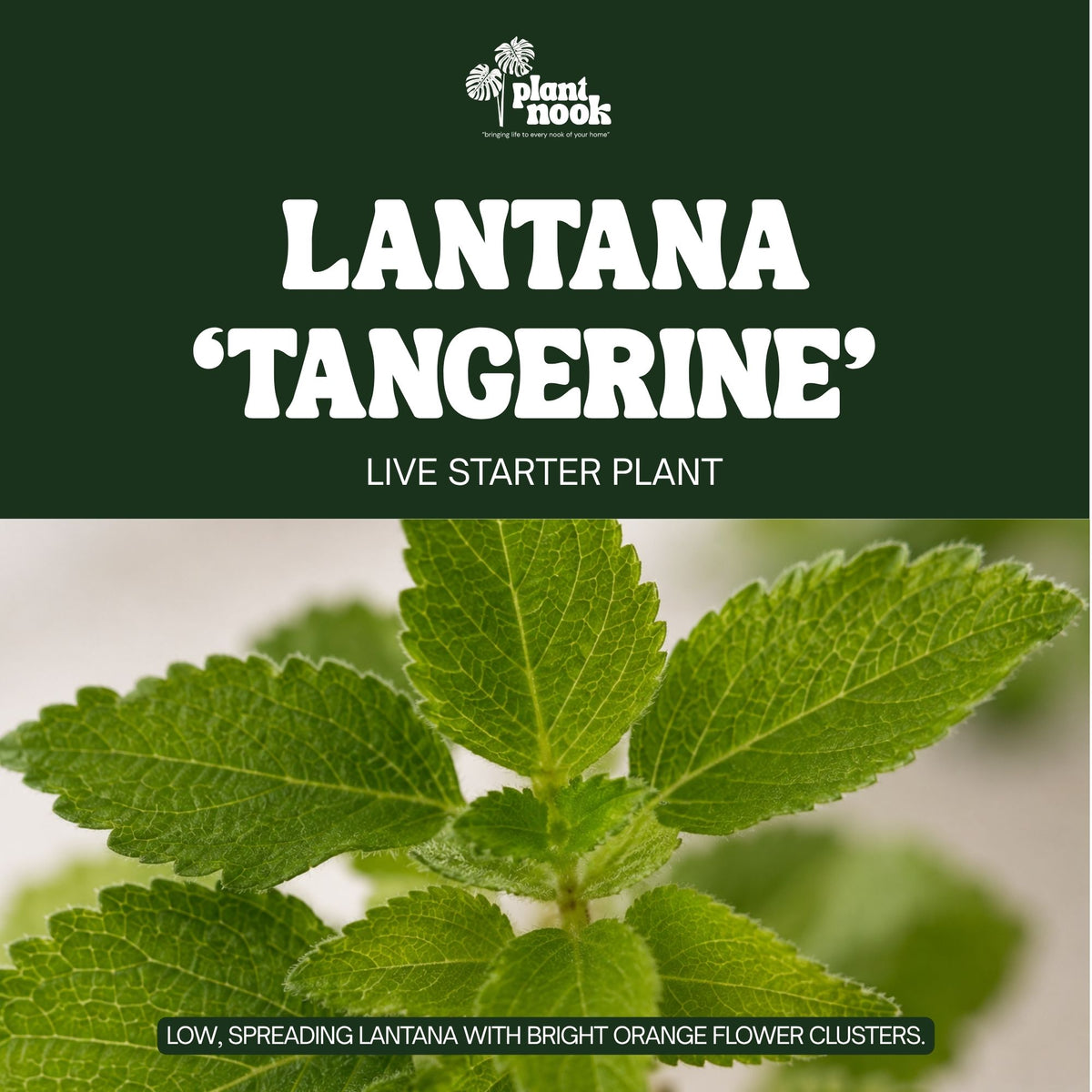 Lantana Tangerine plant, photo 5