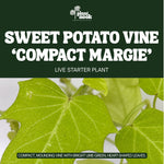 Sweet Potato Vine Compact Margie plant, photo 3