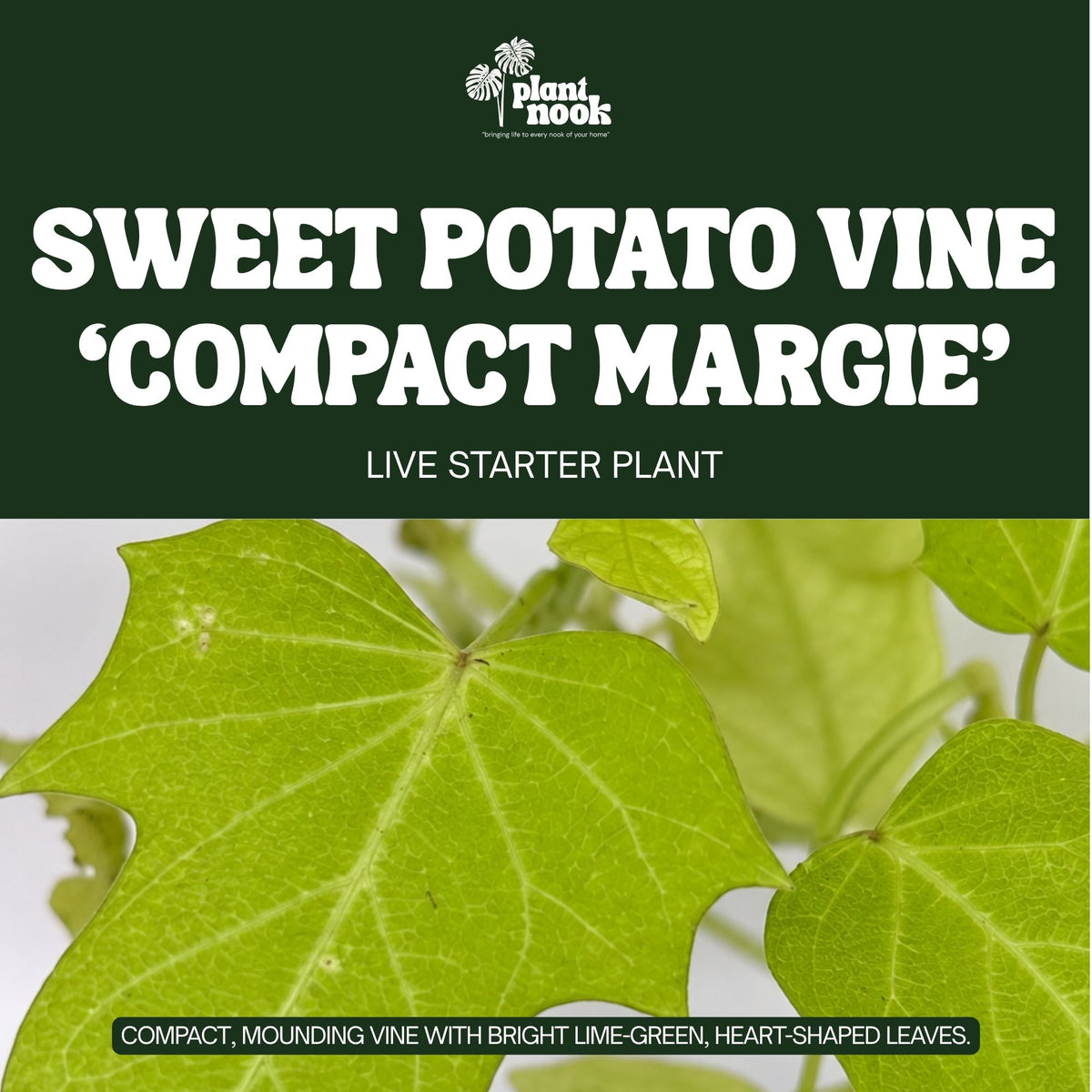 Sweet Potato Vine Compact Margie plant, photo 3