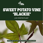 Sweet Potato Vine Blackie plant, photo 3