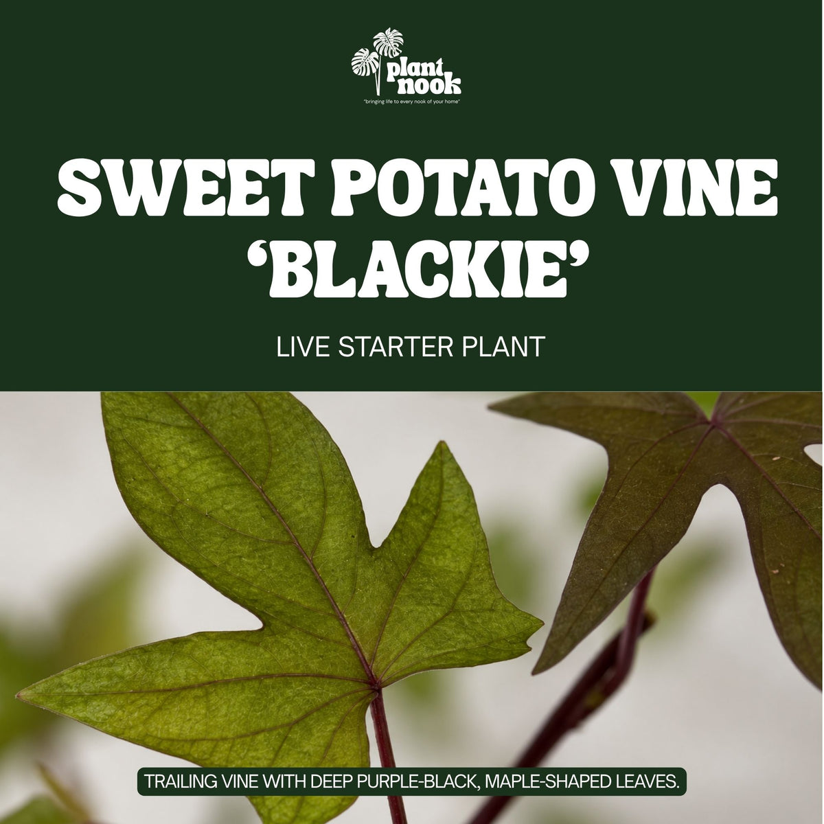Sweet Potato Vine Blackie plant, photo 3