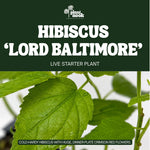 Hibiscus moscheutos Lord Baltimore plant, photo 3