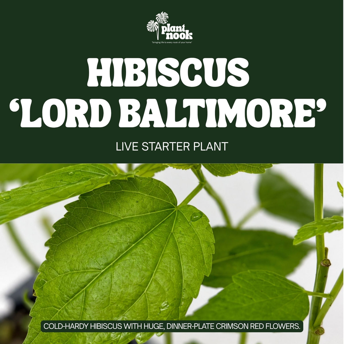 Hibiscus moscheutos Lord Baltimore plant, photo 3