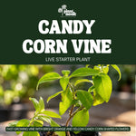 Candy Corn Vine Live Plant Starter Plug 2-Pack plant, photo 3