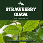 Strawberry Guava plant, photo 2