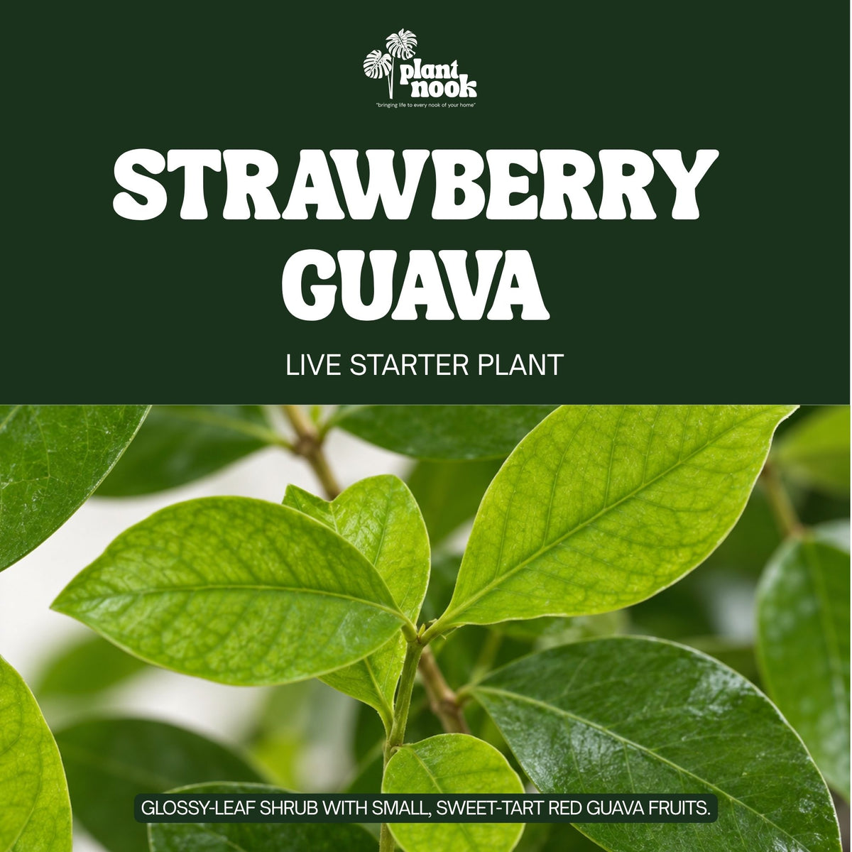 Strawberry Guava plant, photo 2
