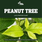 Peanut Tree plant, photo 3