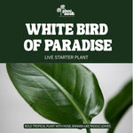 White Bird of Paradise plant, photo 3