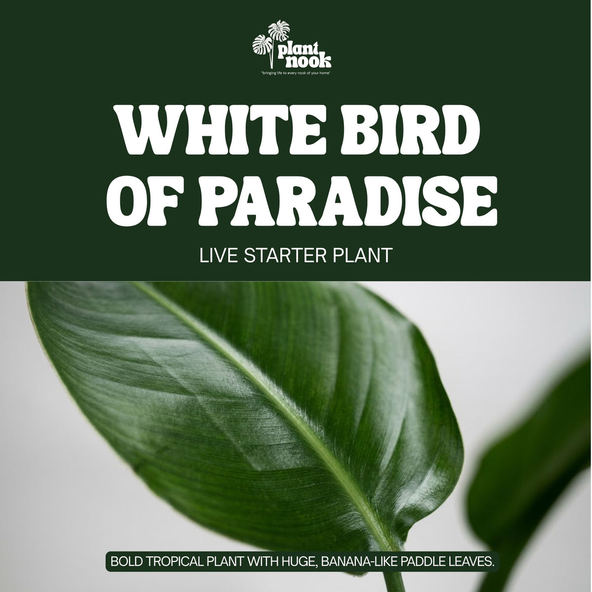 White Bird of Paradise plant, photo 3