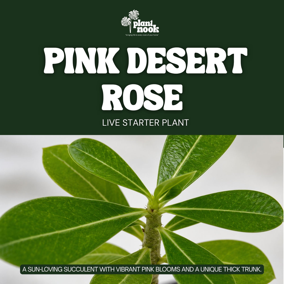 Pink Desert Rose (Adenium obesum) plant, photo 3