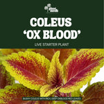 Coleus Ox Blood plant, photo 3