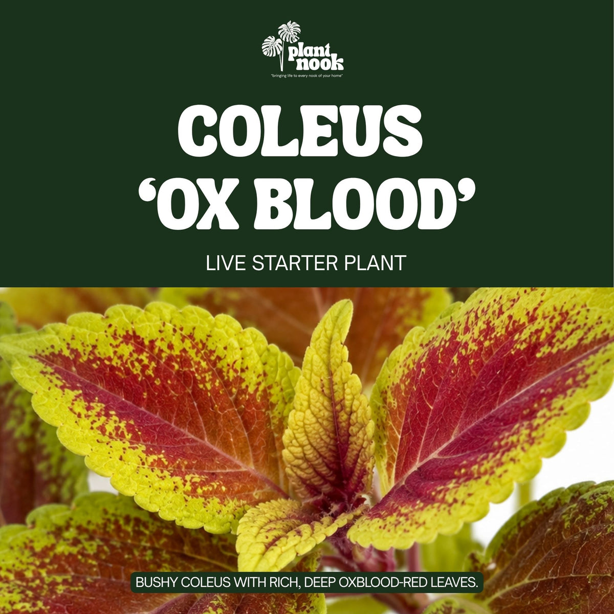 Coleus Ox Blood plant, photo 3