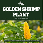 Yellow Shrimp Plant Pachystachys Lutea plant, photo 3