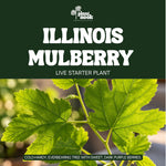 Illinois Everbearing Mulberry plant, photo 3