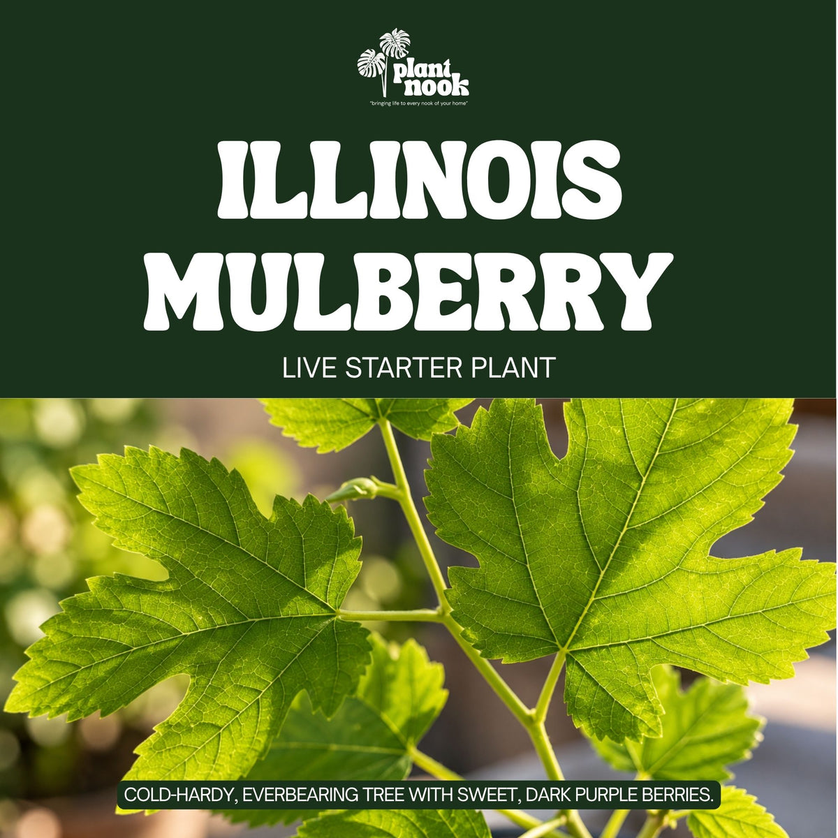 Illinois Everbearing Mulberry plant, photo 3