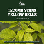 Tecoma stans Yellow Bells plant, photo 3