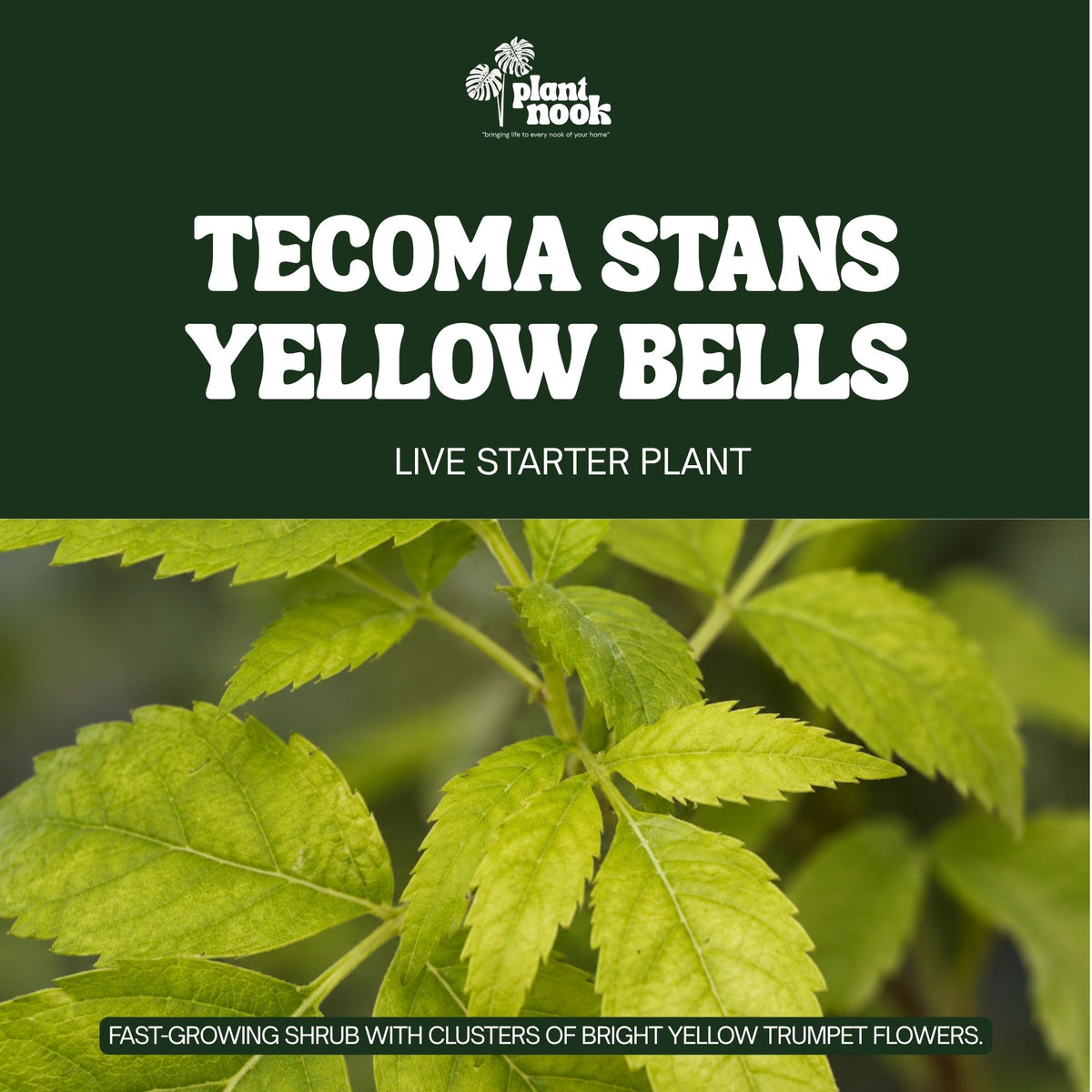 Tecoma stans Yellow Bells plant, photo 3