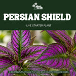 Persian Shield Strobilanthes plant, photo 3