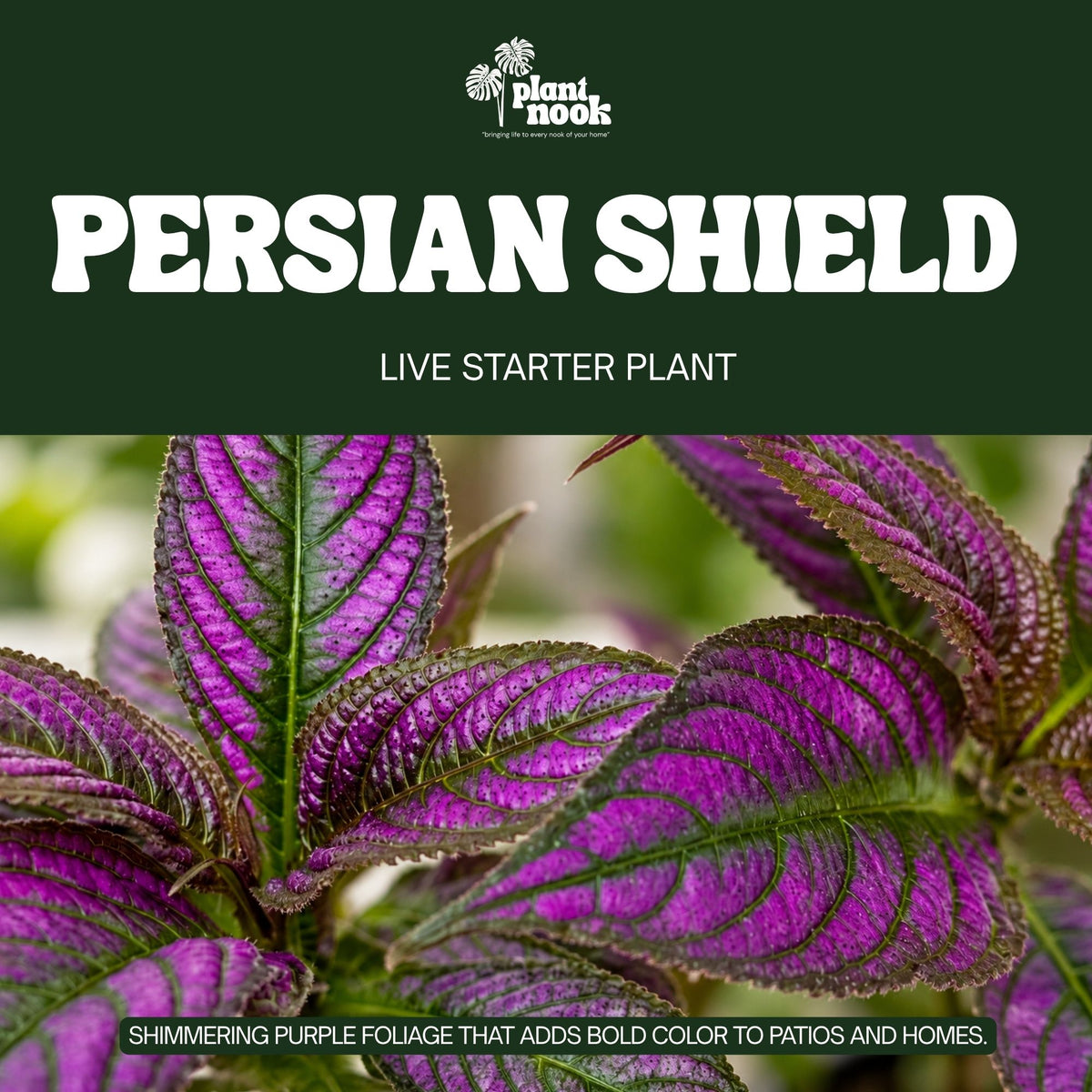 Persian Shield Strobilanthes plant, photo 3