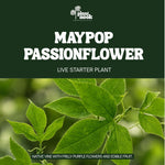 Maypop Passionflower plant, photo 3