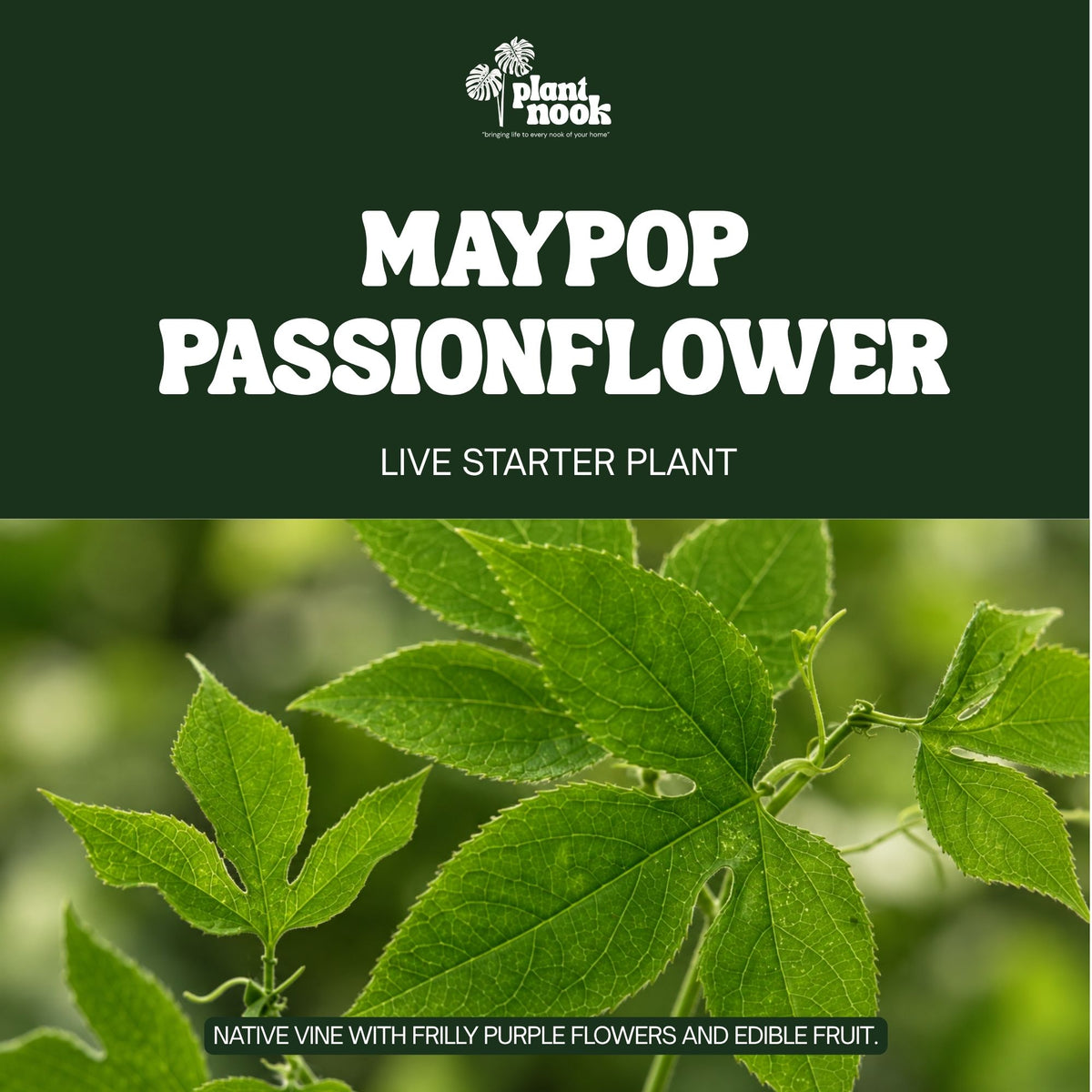 Maypop Passionflower plant, photo 3