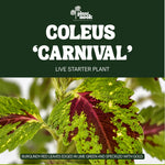 Coleus Carnival plant, photo 2
