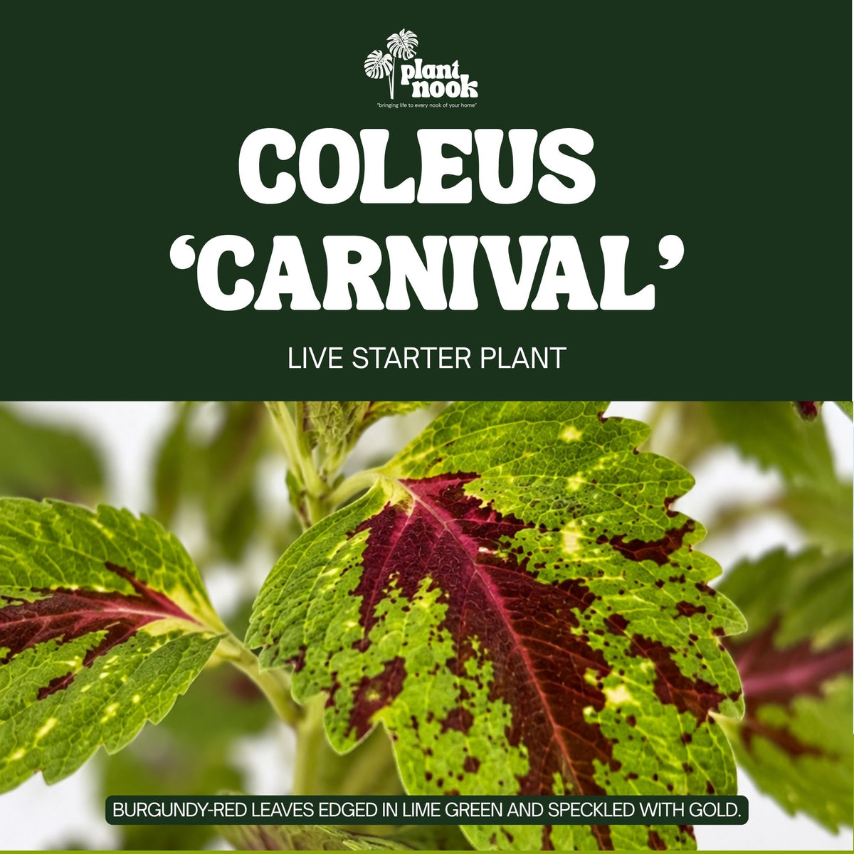 Coleus Carnival plant, photo 2