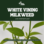 White Vining Milkweed plant, photo 3
