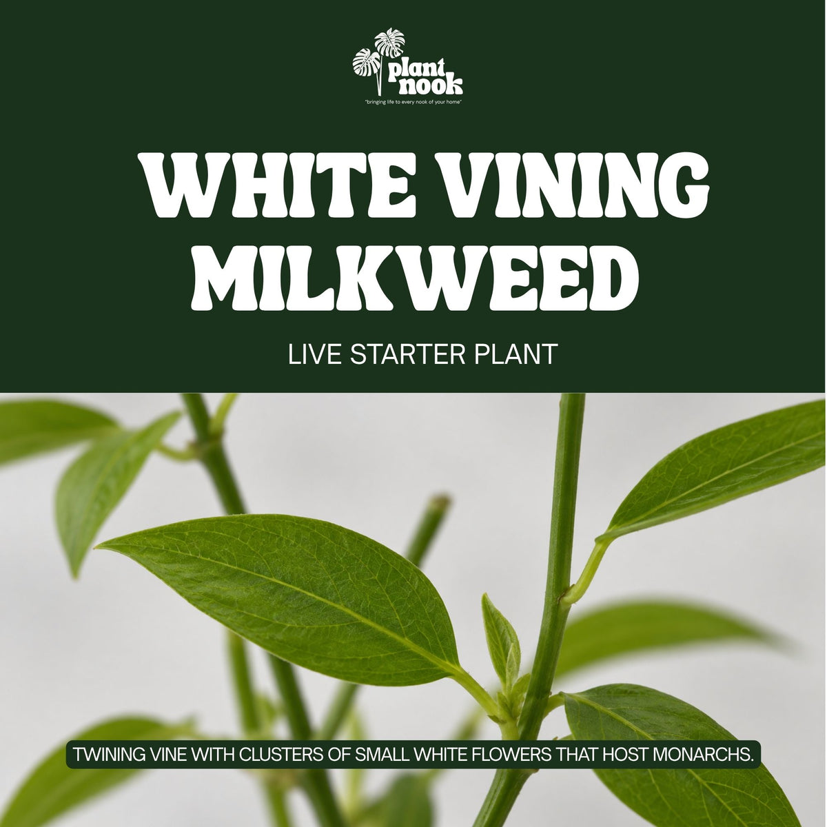 White Vining Milkweed plant, photo 3