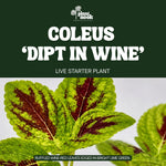 Coleus Dipt in Wine plant, photo 3