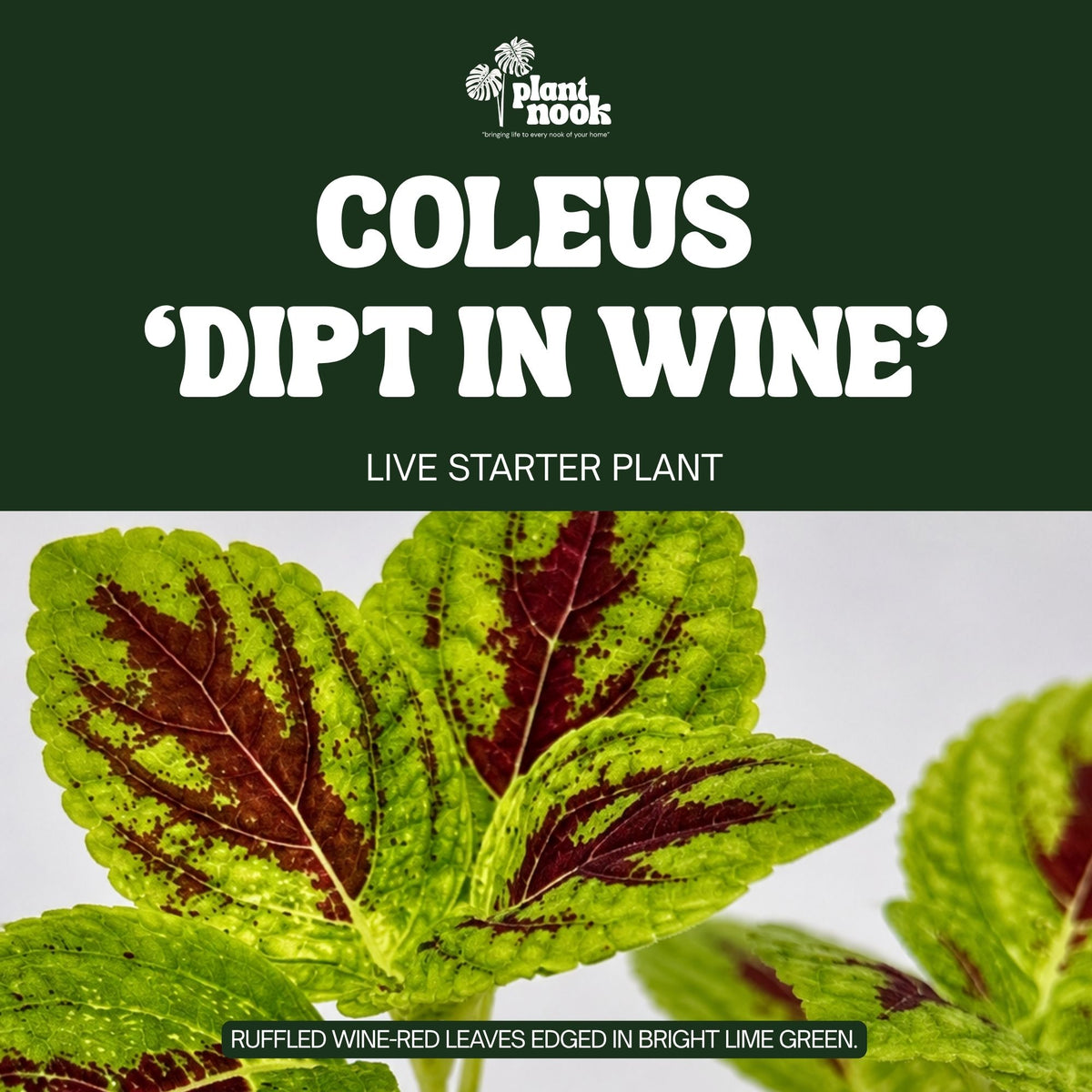 Coleus Dipt in Wine plant, photo 3