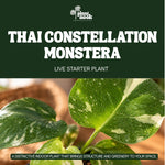 Thai Constellation Monstera (Monstera deliciosa) plant, photo 4