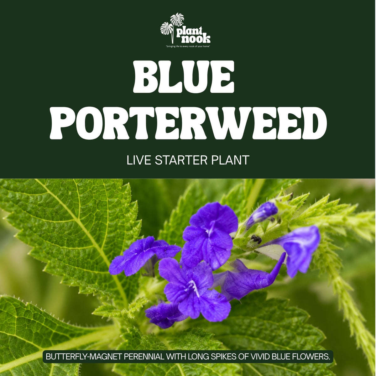 Blue Porterweed Stachytarpheta plant, photo 3