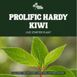 Prolific Hardy Kiwi (Actinidia arguta Prolific) plant, photo 3