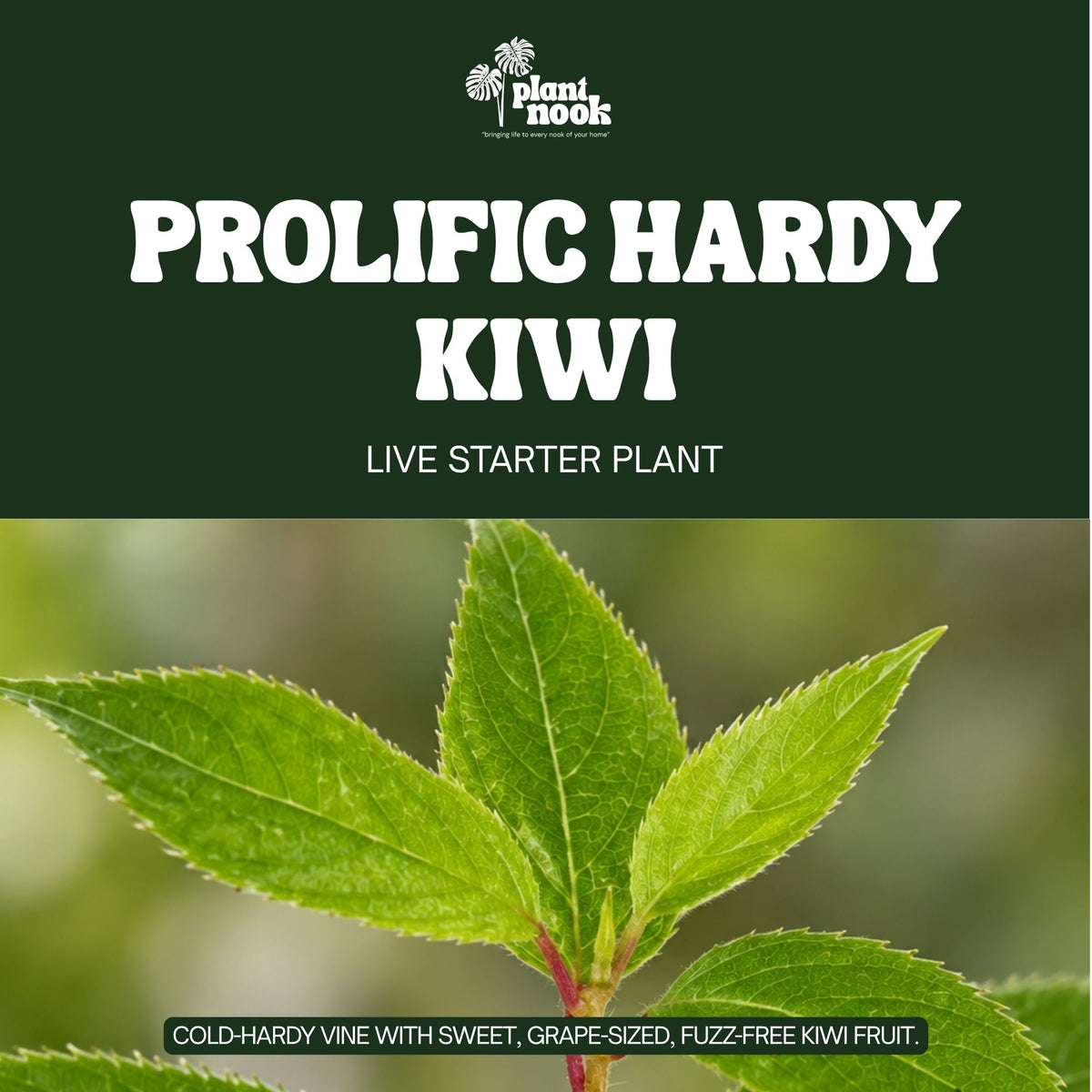 Prolific Hardy Kiwi (Actinidia arguta Prolific) plant, photo 3